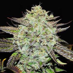 Purple Mango Kush, Фасовка: 3
